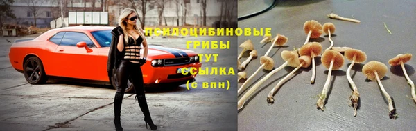 гидра Абаза